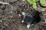 Animal mole crawls out of hole in garden.