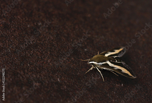rare insect large moth brazhnik on a dark background