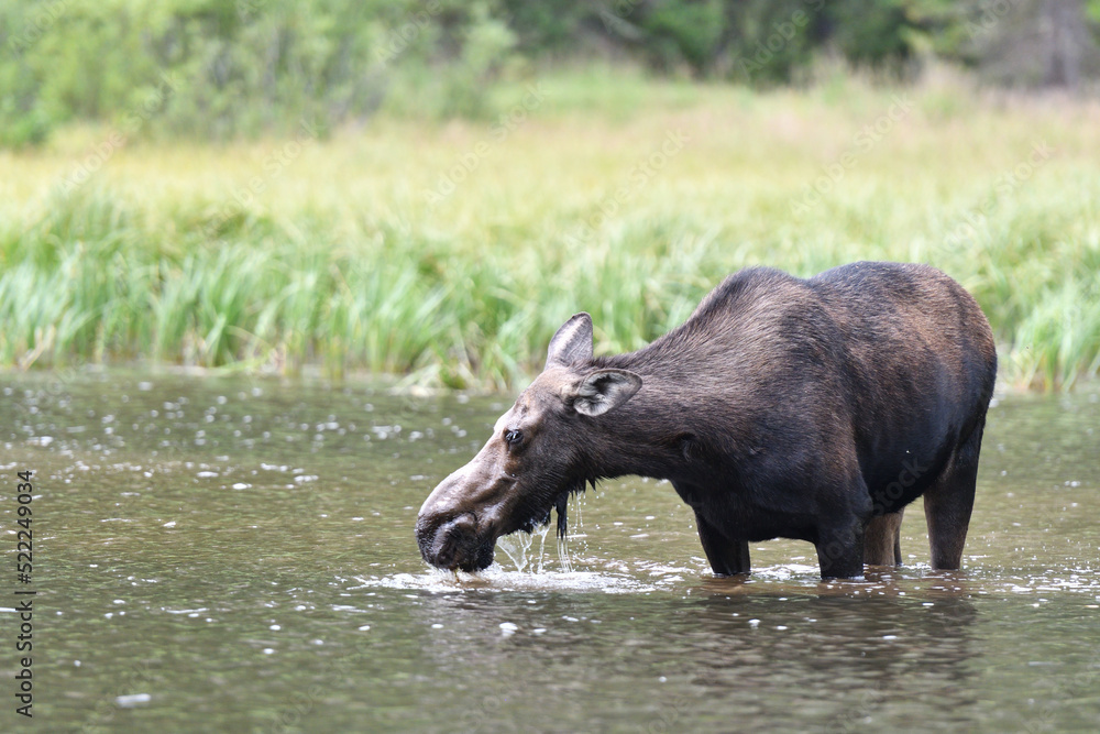 Moose in the lake in Grand Teton National Park USA Moose in the lake in Grand Teton National Park USA