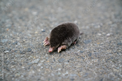 Mole on the Road