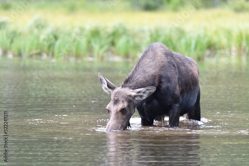 Moose in the lake in Grand Teton National Park USA