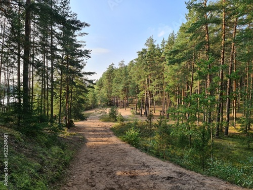 Path in the forest