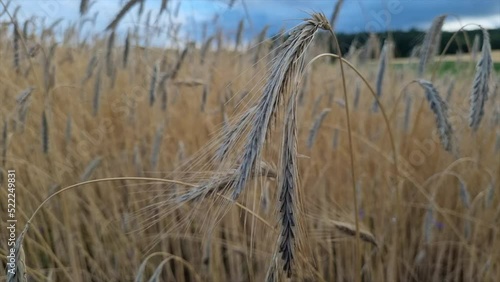 Close up of a dried yellow spikelet in a wheat field on a cloudy day in Ukraine photo