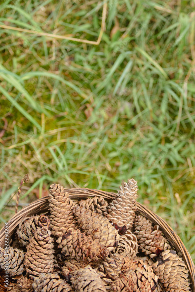 Top view of pine cones in the basket on the ground Top view of pine cones in the basket on the ground