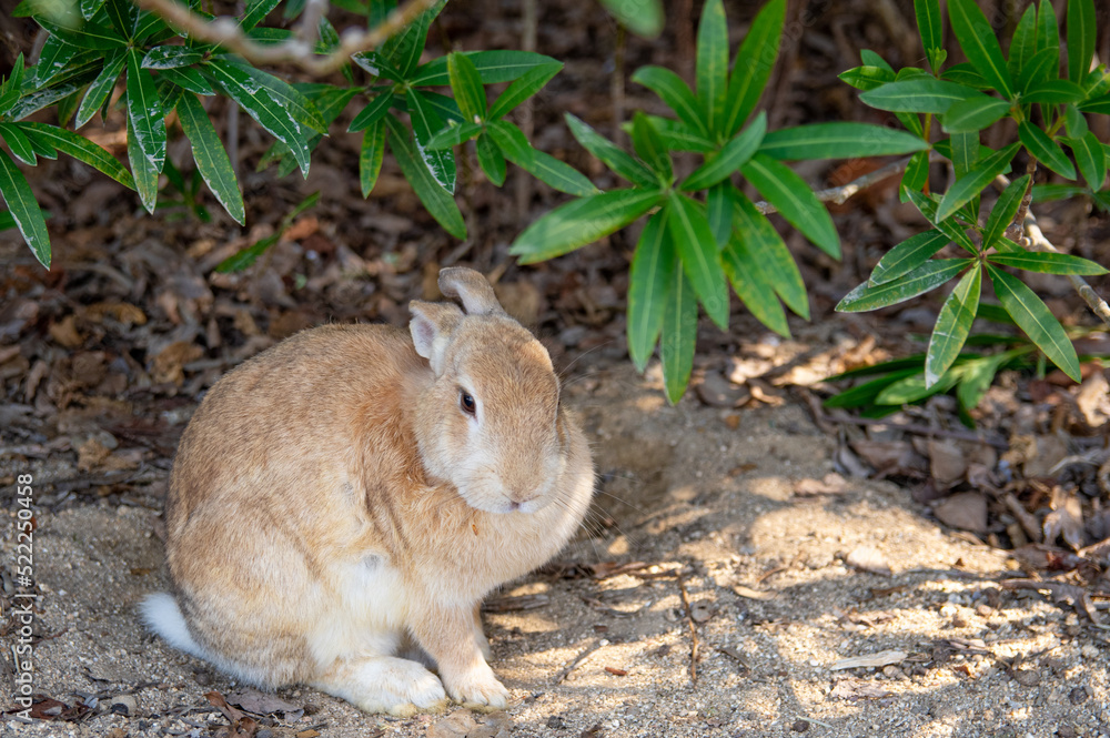 ウサギの島 大久野島の野生のアナウサギ 広島県竹原市忠海町 A wild rabbit inhabiting Okunoshima island, famous for Rabbit Island, in Tadanoumi-town, Takehara-city, Hiroshima pref. Japan ウサギの島 大久野島の野生のアナウサギ 広島県竹原市忠海町 A wild rabbit inhabiting Okunoshima island, famous for Rabbit Island, in Tadanoumi-town, Takehara-city, Hiroshima pref. Japan