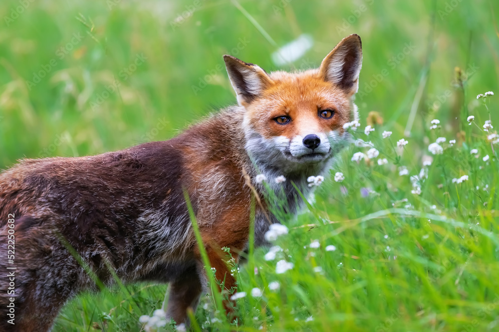 Red fox in the meadow. A splendid specimen of red fox photographed in the foreground, against the backdrop of the flowering meadow.