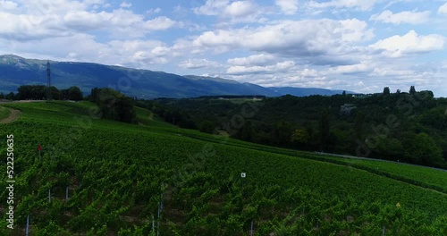 Aerial shot of a vineyard on the side of a hill, moutains in background photo