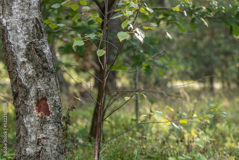 Fototapeta premium Young birch growing next to an old birch trunk in the sunny forest