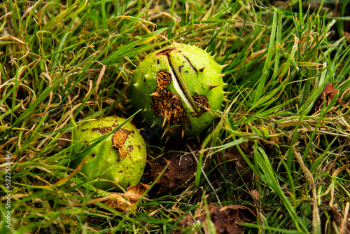 Green Conkers on Grass Autumn