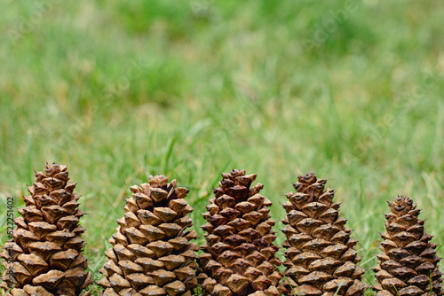 A row of pine cones on the grass