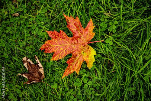 Red and green autumn leaf
