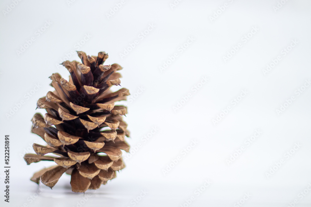 Pine cone on white background Pine cone on white background