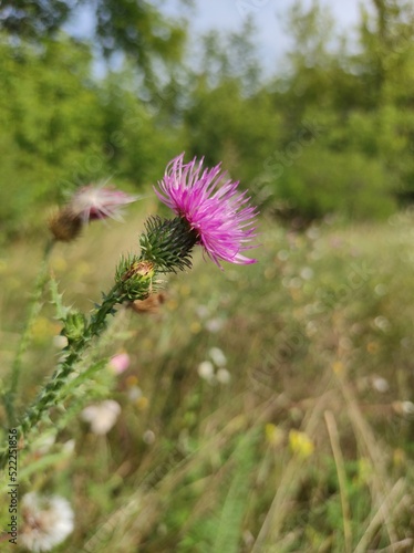 thistle flower in summer 