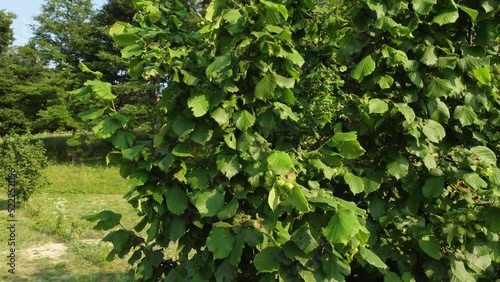 Hazelnut Trees Agriculture Field