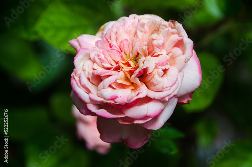 Fresh pink roses with dark green leave in  background.