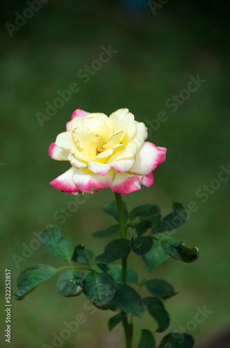 Double Delight Rose. Fresh roses with dark green leave in  background.