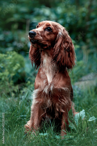 Portrait of a Cocker Spaniel in profile in nature. Green background 