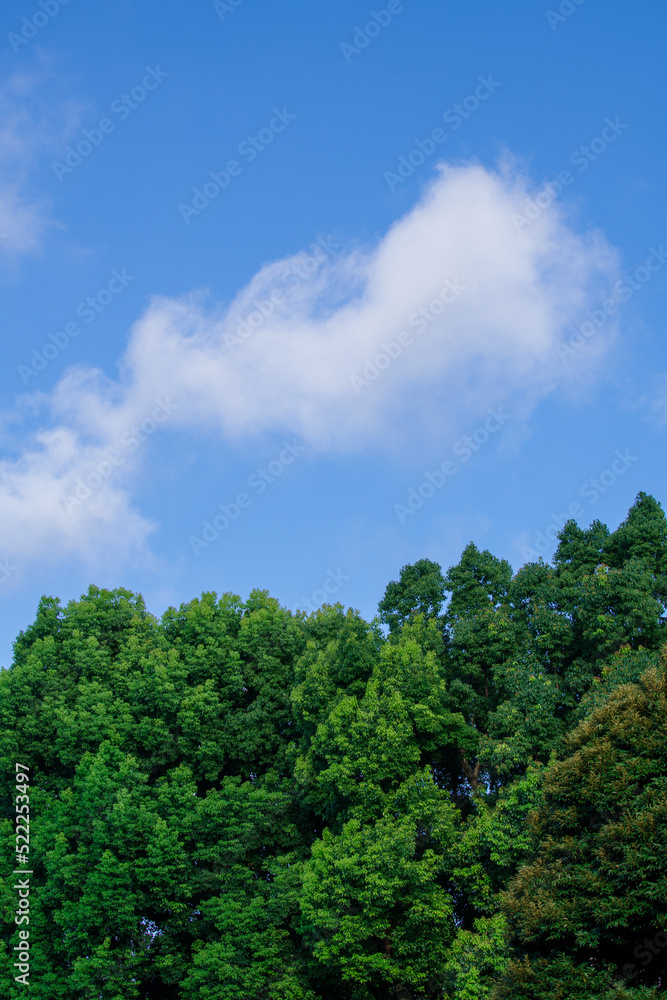 夏をイメージさせる青空と緑 夏をイメージさせる青空と緑