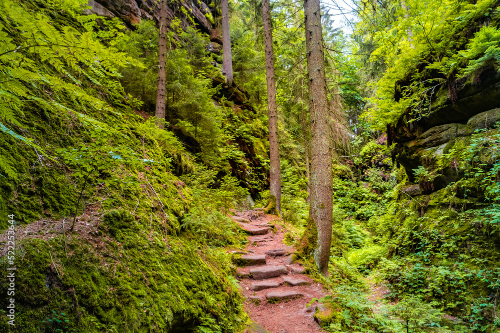 Obraz premium Magical enchanted fairytale forest with fern, moss, lichen and sandstone rocks at the hiking trail Devil chamber in the national park Saxon Switzerland near Dresden, Saxony, Germany.