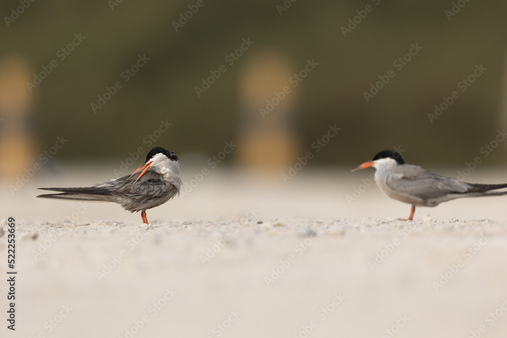 white cheeked tern preening its feathers on the sand, Bahrain white cheeked tern preening its feathers on the sand, Bahrain