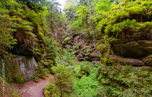 Magical enchanted fairytale forest with fern, moss, lichen and sandstone rocks at the hiking trail Devil chamber in the national park Saxon Switzerland near Dresden, Saxony, Germany.