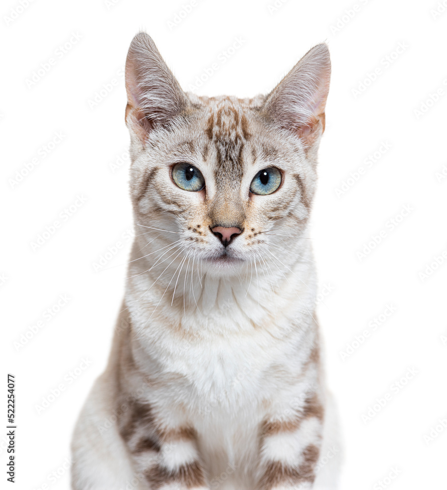 Snow lynx Bengal cat facing the camera, isolated on white