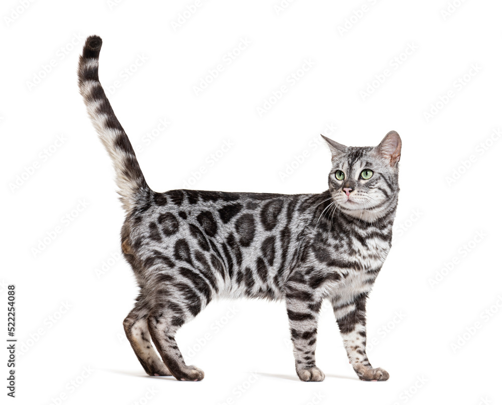 Side view of a Silver bengal cat standing looking back, isolated on white Side view of a Silver bengal cat standing looking back, isolated on white