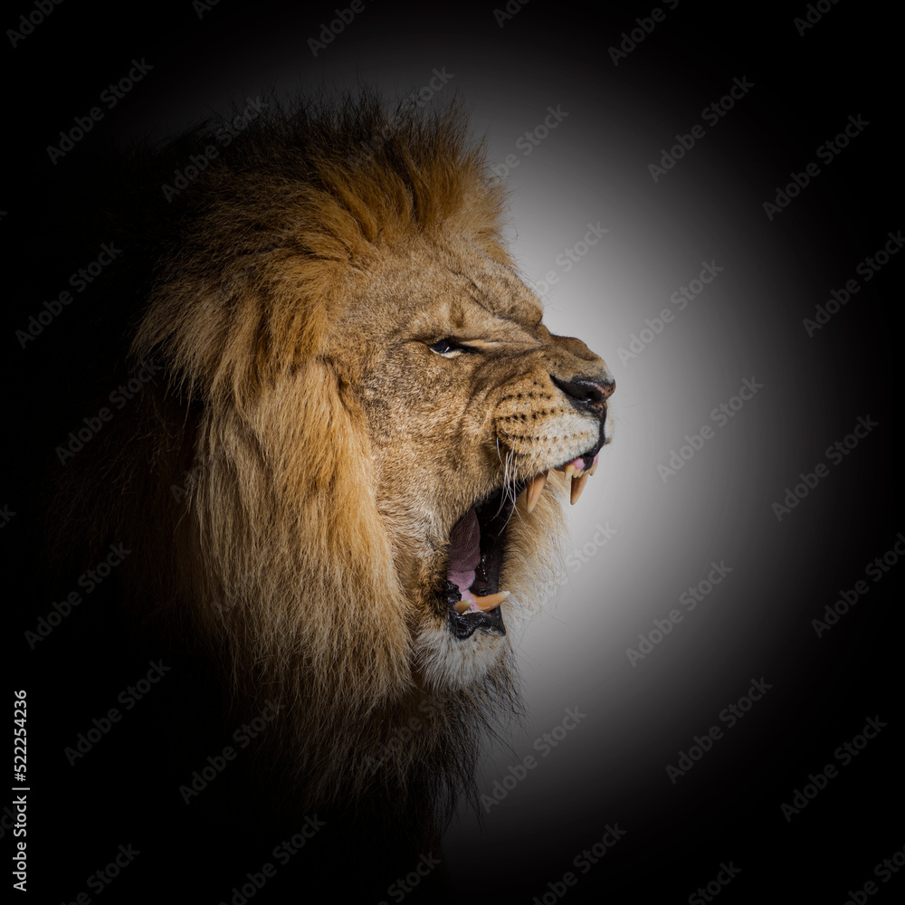 Male adult lion roaring and showing his canines aggressively