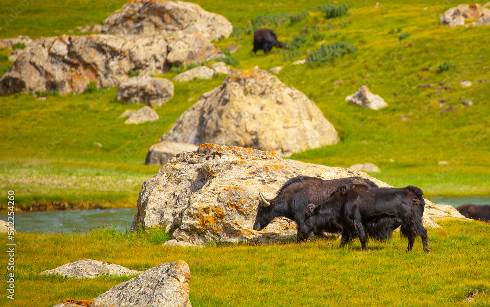 A herd of yaks graze in the mountains. Himalayan big yak in a beautiful landscape. Hairy cow cattle wild animal in nature in Tibet. Sunny summer day in the wild. Farm animal in Nepal and Tibet.