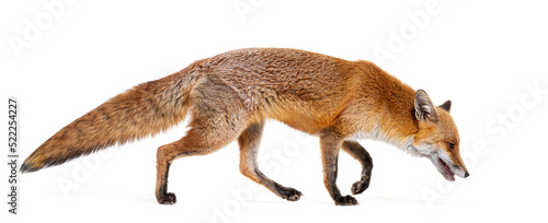 Side view of a Red fox looking down and walking away photo