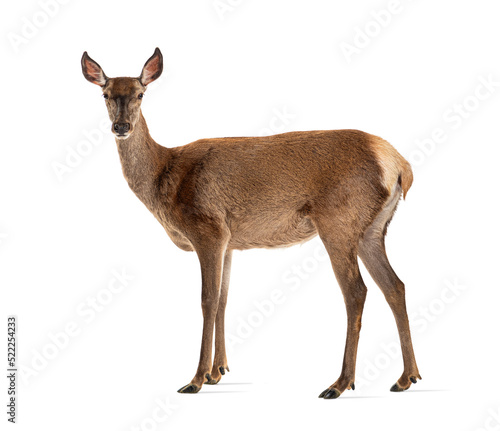 Billede på lærred Side view of a doe looking at the camera, Female red deer
