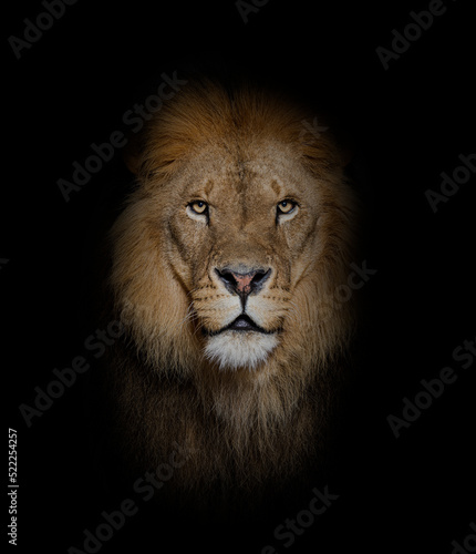 Portrait of a Male adult lion looking at the camera © Eric Isselée