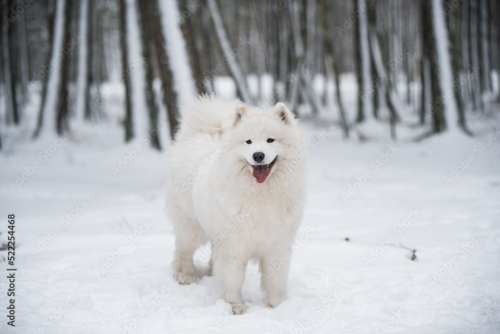 Samoyed white dog is in the winter forest Samoyed white dog is in the winter forest