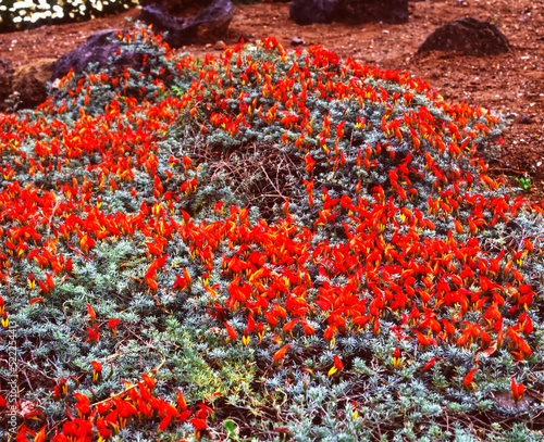 Lotus berthelotii flowers photo