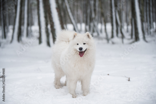 Samoyed white dog is in the winter forest
