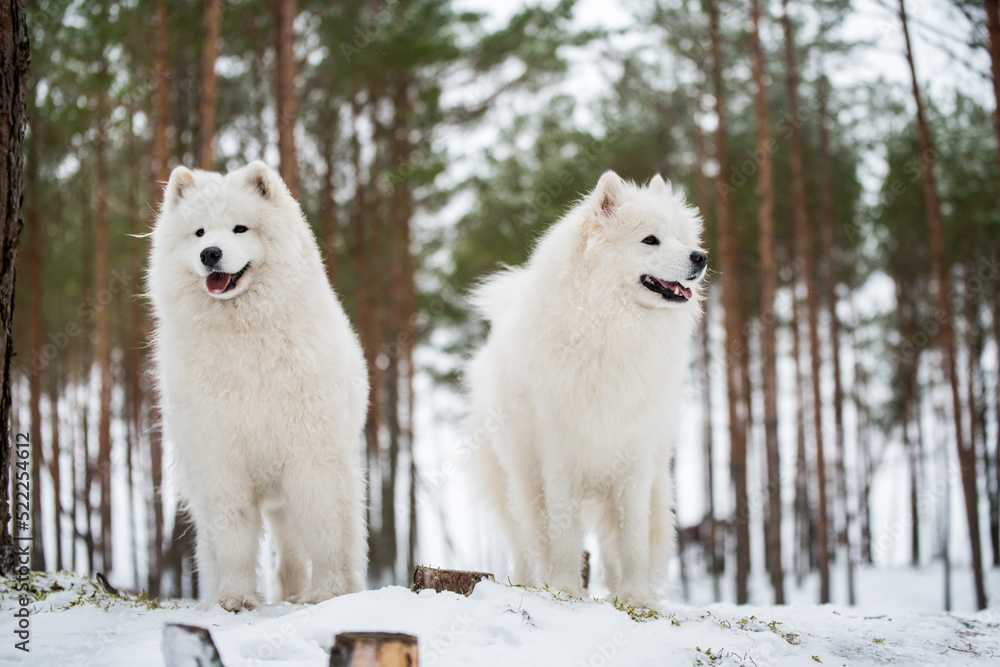 Fototapeta premium Beautiful fluffy two Samoyed white dogs is in the winter forest