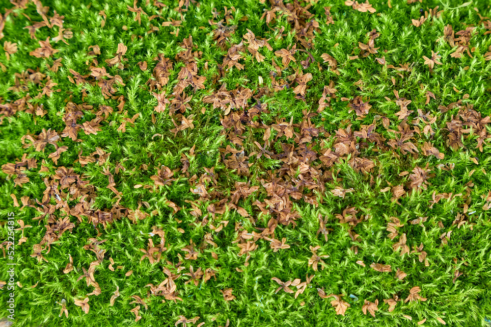 Texture of green moss with dried leaves lying on it Texture of green moss with dried leaves lying on it