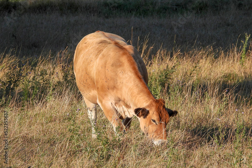 vache ruminant prés broute brune laitiére
