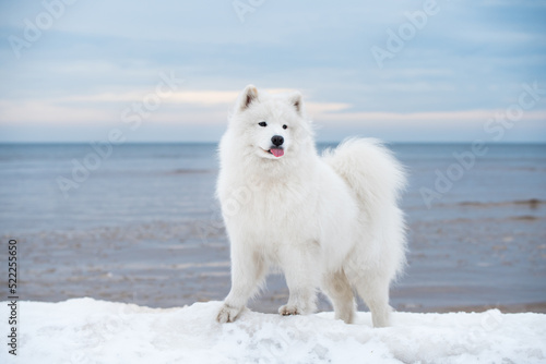 Fototapeta Naklejka Na Ścianę i Meble -  Samoyed white dog is on snow Saulkrasti beach in Latvia