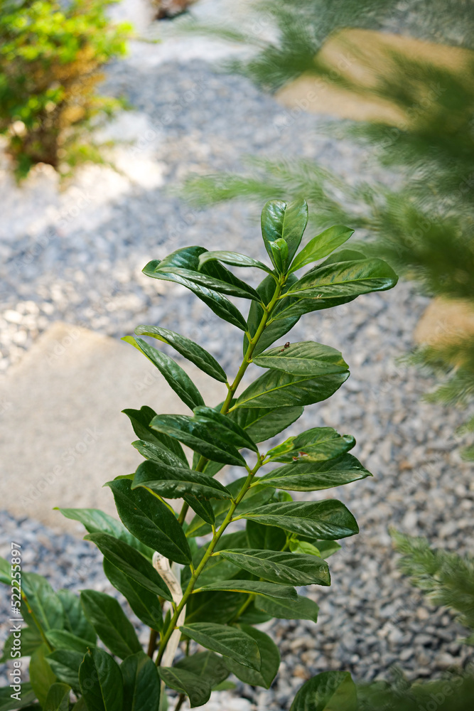 Common or English laurel plant (Prunus laurocerasus Caucasica