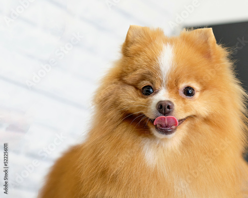Funny Pomeranian dog looks into the camera and shows his tongue