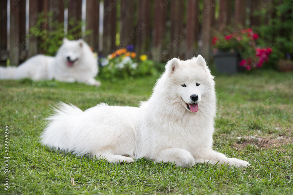 White Samoyed puppy sits on the green grass. Dog in nature, a walk in the park White Samoyed puppy sits on the green grass. Dog in nature, a walk in the park