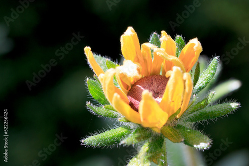 Yellow flower in sun