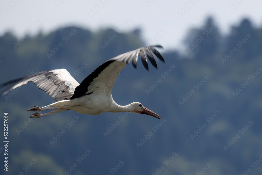 Fototapeta premium weissstorch vogel fliegt elegant durch die luft