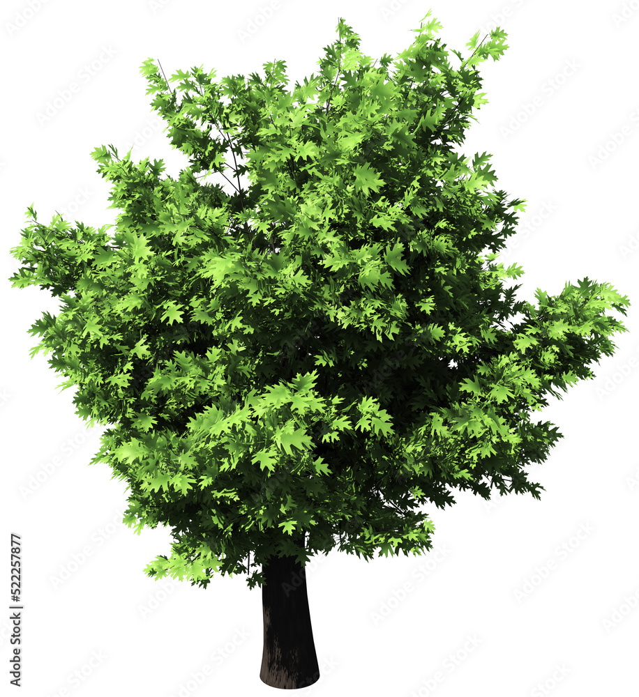 Fototapeta premium Oak tree isolated - 3d rendering