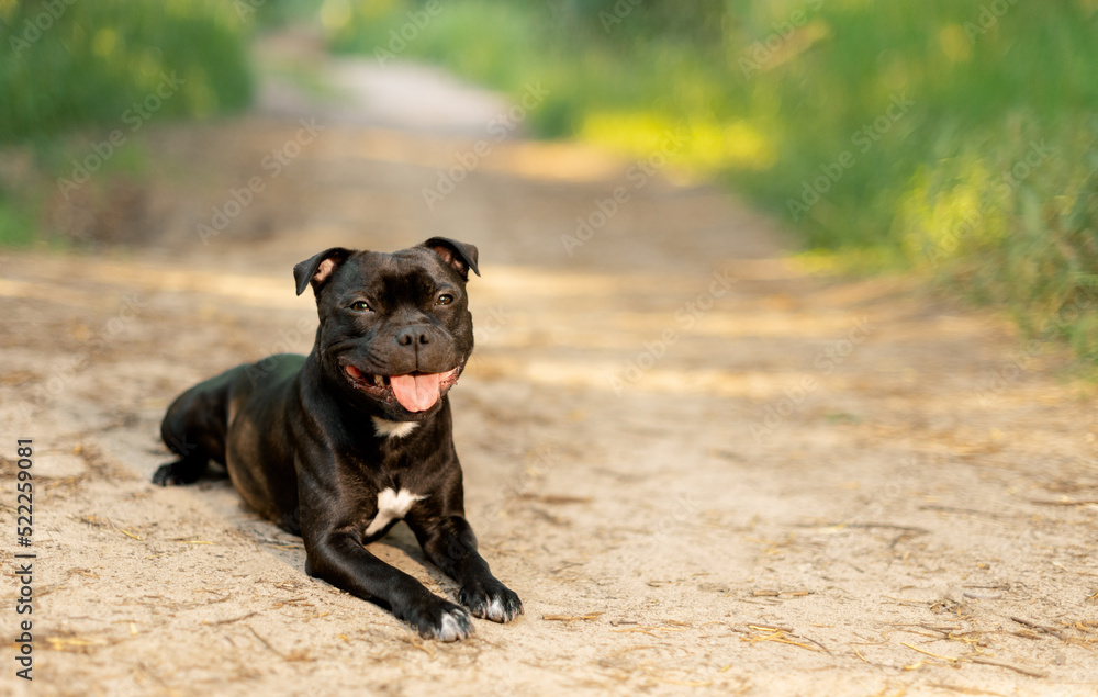 Happy Staffordshire Bull Terrier lying on dirt road