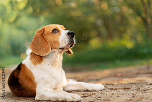 Beagle dog lying on dirt road