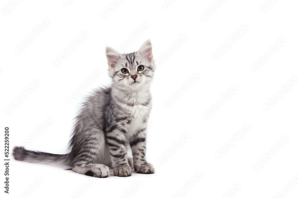 Siberian kitten on white background