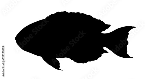 sea fish Scarus rubroviolaceus .silhouette isolated sea fish elements black on white hand-drawn for menu design template, signage, packaging