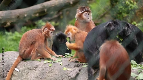 A family of Javan lutung monkeys are eating leaves at the zoo park from France. East Javan langur it is a species considered vulnerable. photo